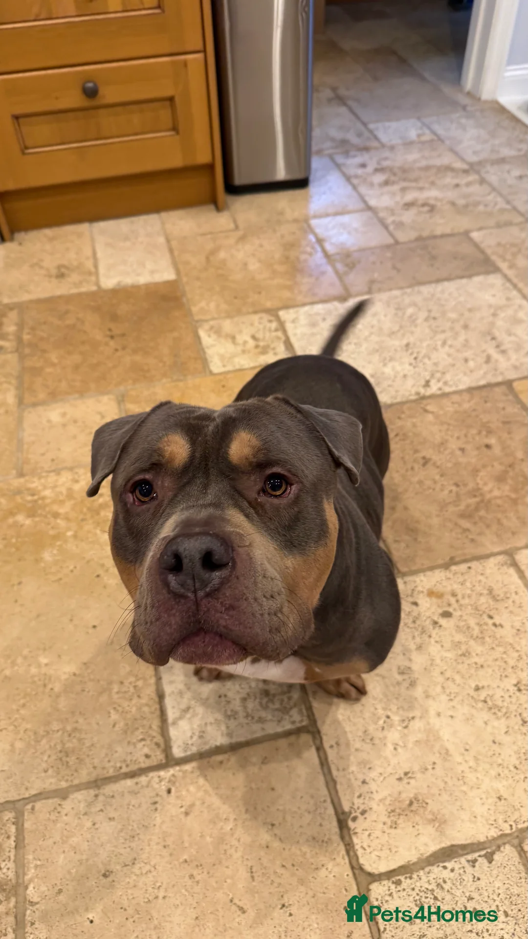 American Bully dogs for sale: Pocket Bully  - Advert 5