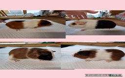 Guinea Pig rodents for sale: Baby Tortoise & White Guinea pigs - Image 2