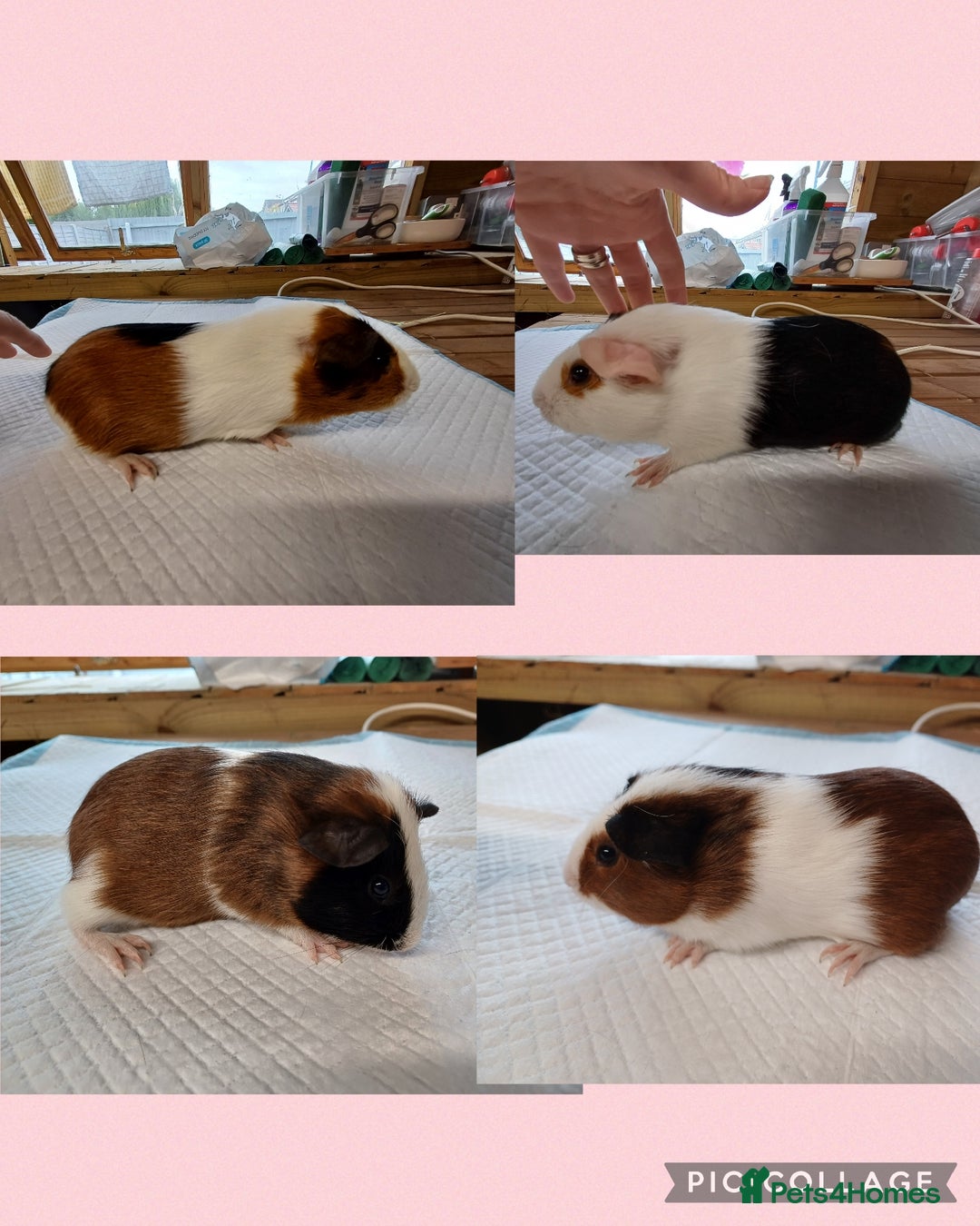 Guinea Pig rodents for sale: Baby Tortoise & White Guinea pigs - Image 2
