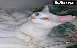 Mixed Breed cats for sale: Beautiful kittens Ready now Open to offers  in Chester - Image 32