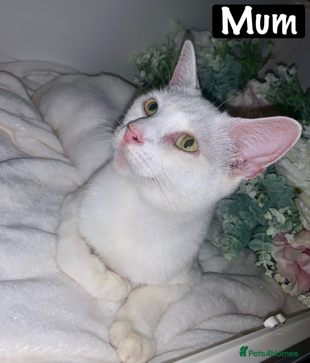 Mixed Breed cats for sale: Beautiful kittens Ready now Open to offers  in Chester - Image 32