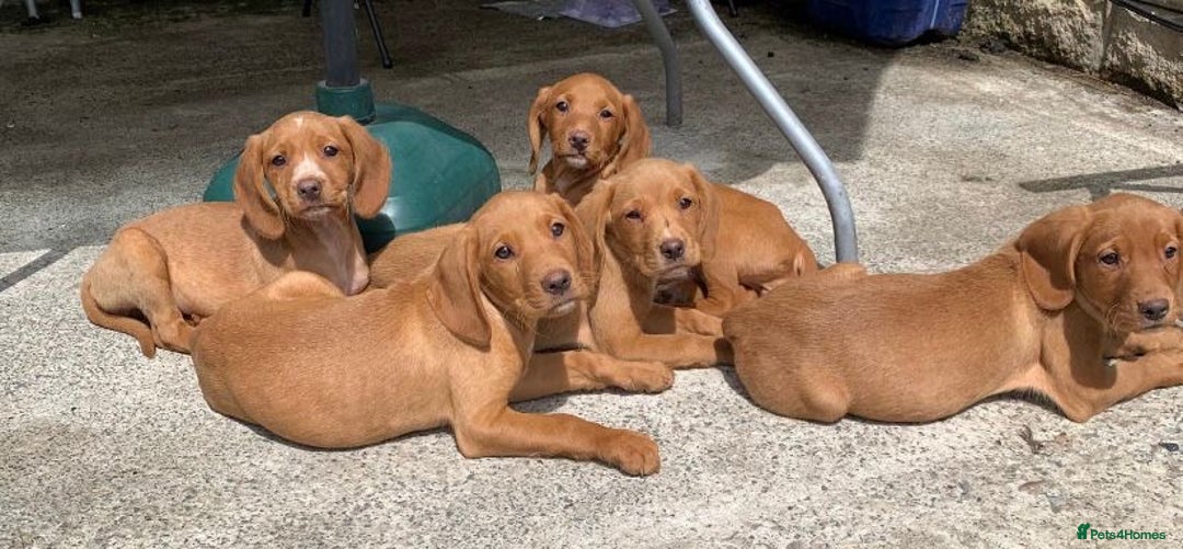Cockerdor dogs for sale: Fox red Cockerdor pups - Advert 9
