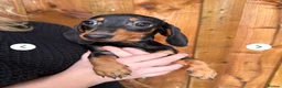 Miniature Dachshund dogs for sale: Miniature dachshunds  - Advert 8