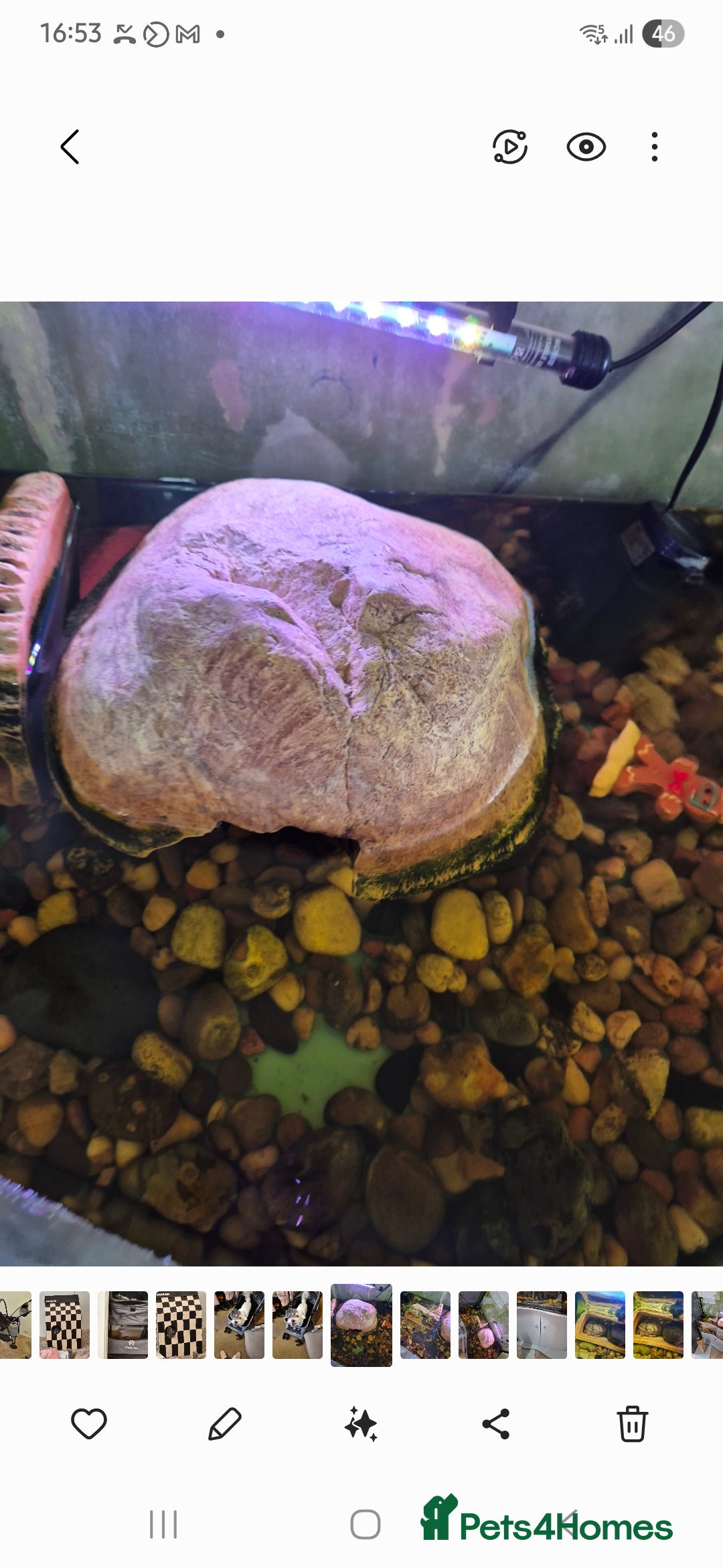 Turtle reptiles for sale: Turtles  - Image 5