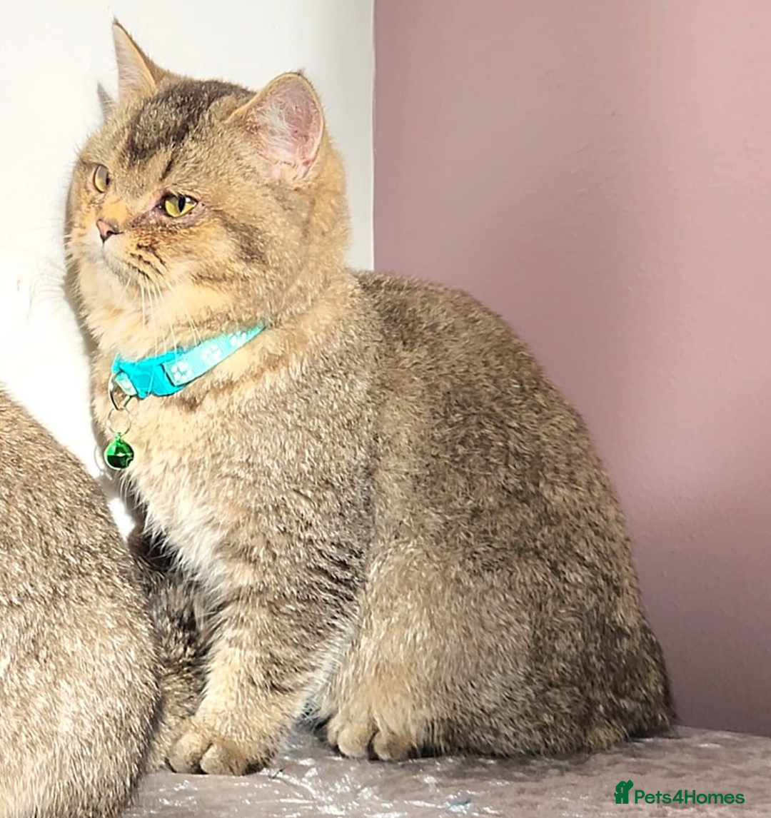 British Shorthair cats for sale: Gorgeous British Shorthair Kittens - Advert 20