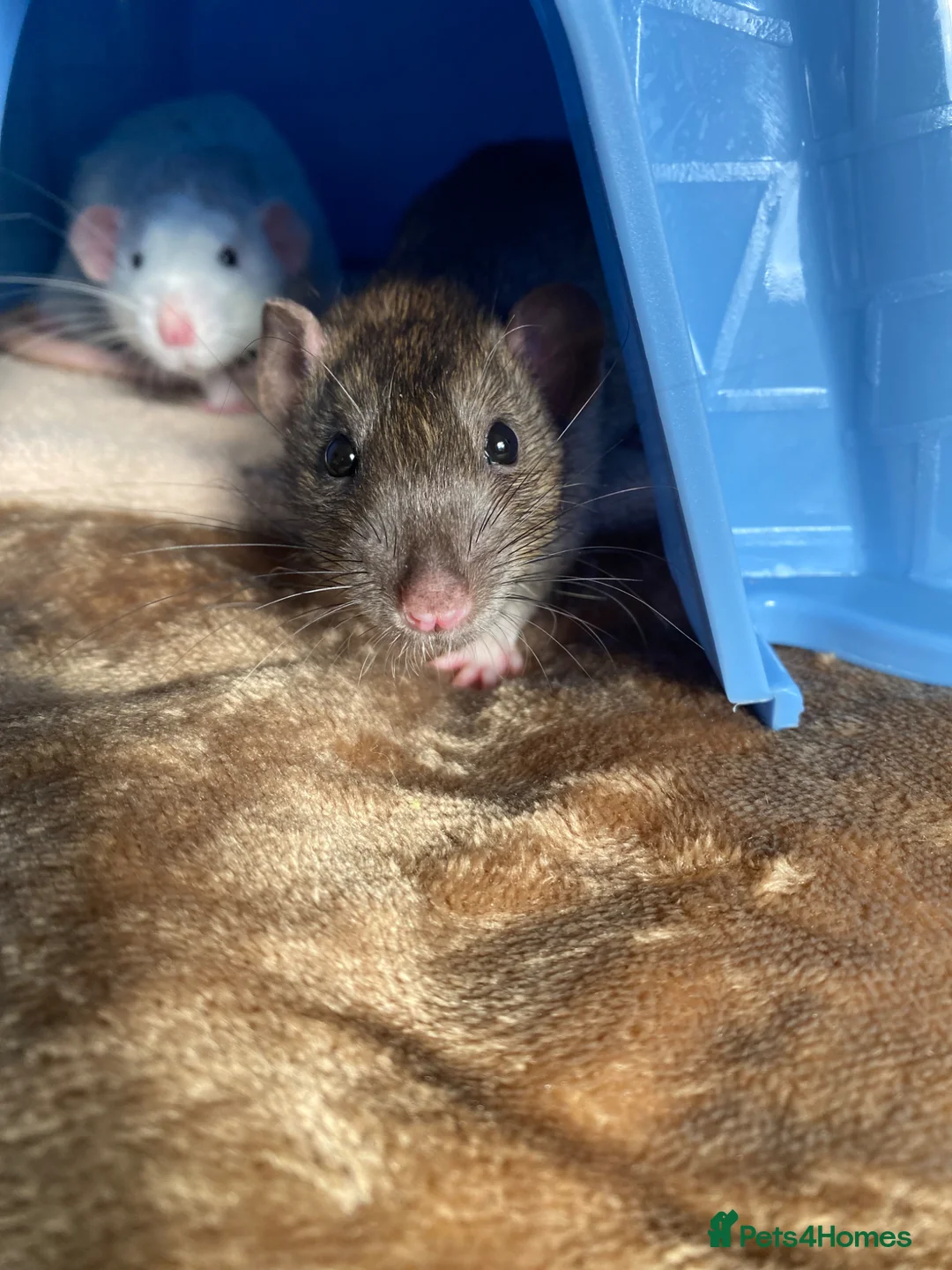 Rat rodents for sale: 2 male rats with cage, accessories and toys - Advert 7