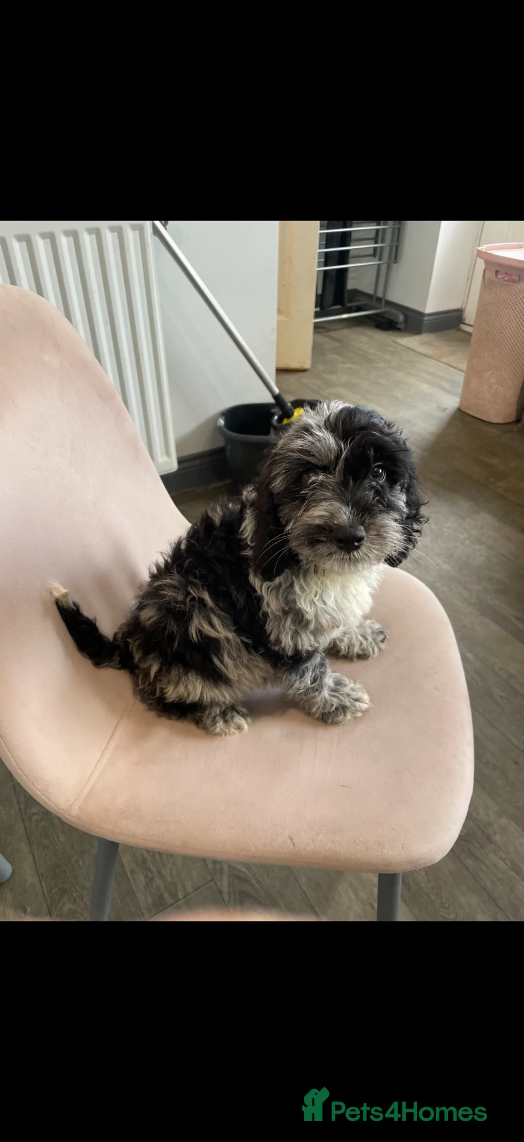 Cockapoo dogs for sale: Cockerpoo - multi coloured boy  - Advert 2
