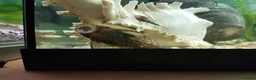 Plecos fish for sale: Mature Bristlenose Pleco in Thornton-Cleveleys - Advert 4