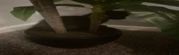 British Longhair cats for sale: 6 loved kittens  - Advert 5