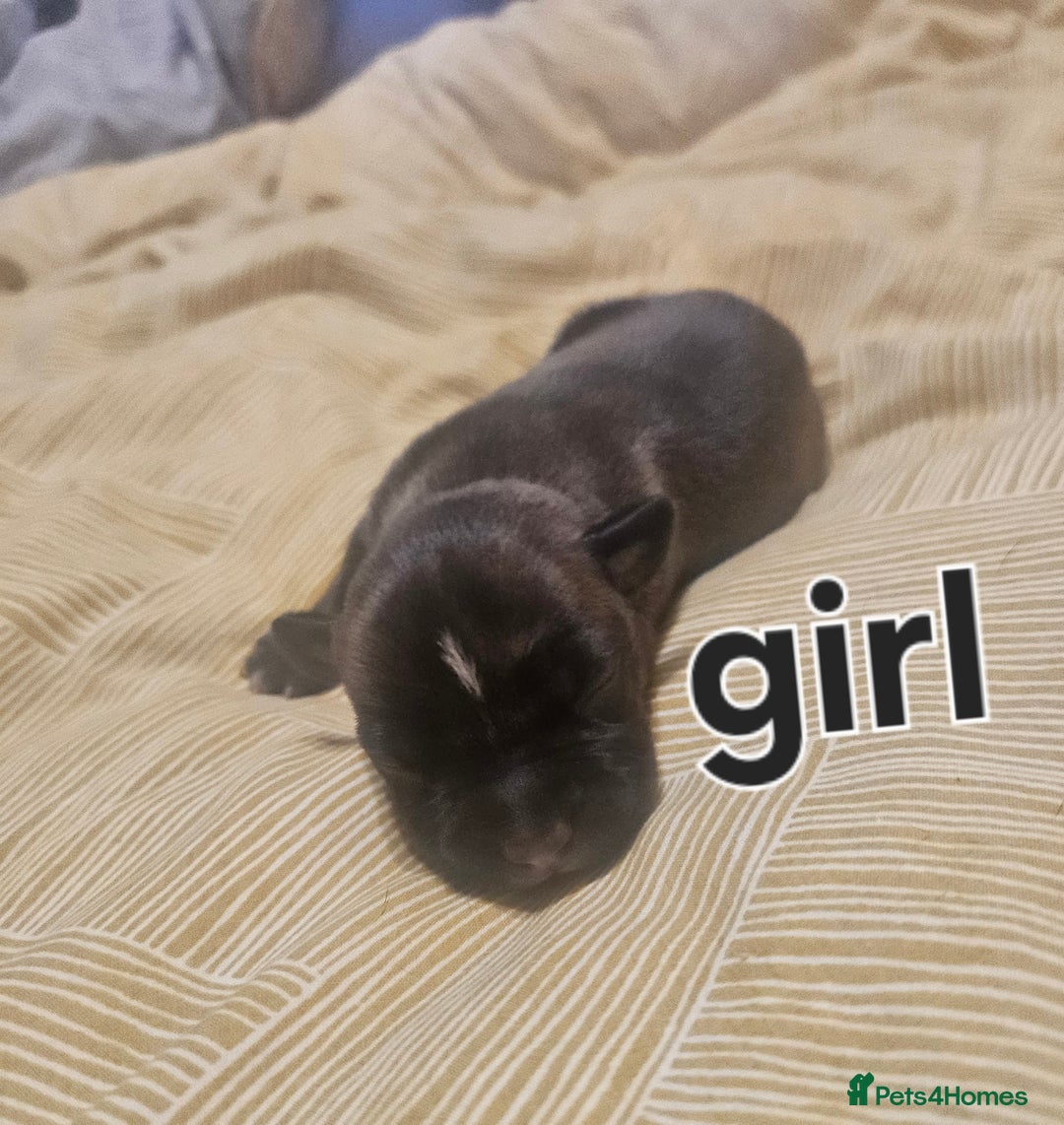 Staffordshire Bull Terrier dogs for sale: Staffy puppies - Advert 3