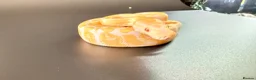 Python Snake reptiles for sale: 1.0 GHI, Leo, 66% het Pied  - Advert 12