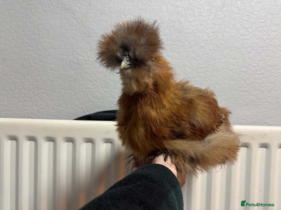 Chickens poultry for sale: Stunning USA silkie roo - Image 2