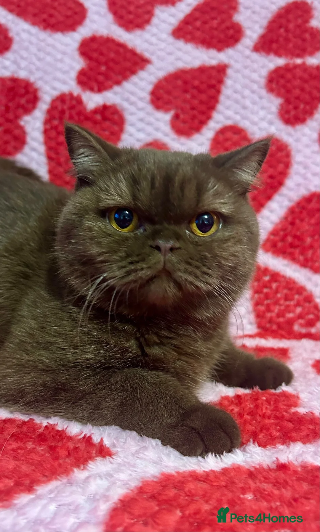 British Shorthair cats for sale: Chocolate British Shorthair Girl - Advert 2