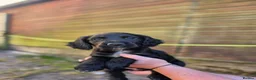 Sprocker dogs for sale: Gorgeous sprocker puppies  - Advert 4