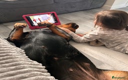 Rottweiler dogs for sale: Beautiful KC registered Rottweiler puppies  - Image 12