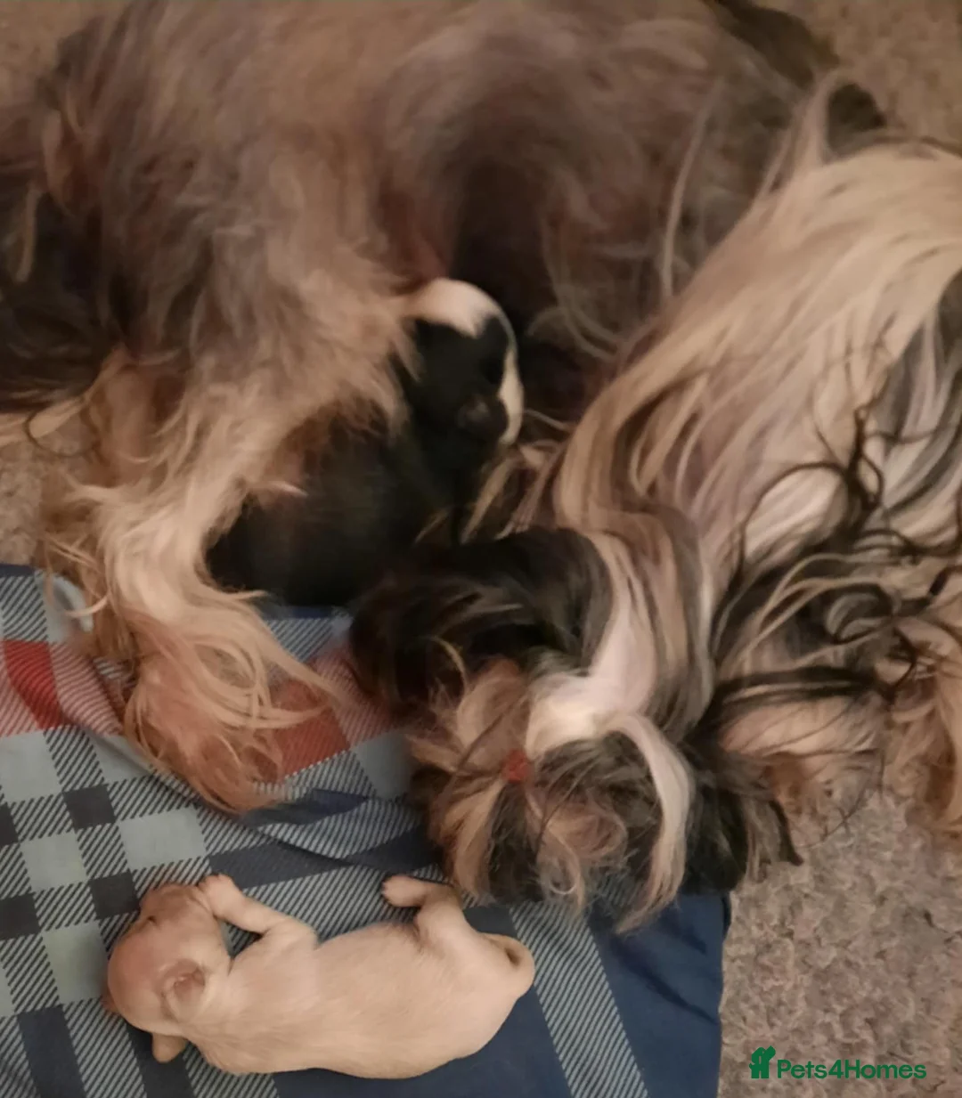 Chinese Crested dogs for sale: Chinese Crested HHL Dog Puppy - Advert 5