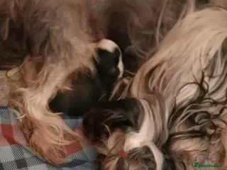 Chinese Crested dogs Chinese Crested HHL Dog Puppy - Advert 2