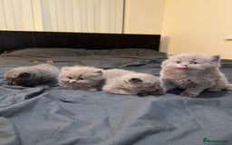 British Shorthair cats for sale: British shorthair blue and lilac  - Image 20