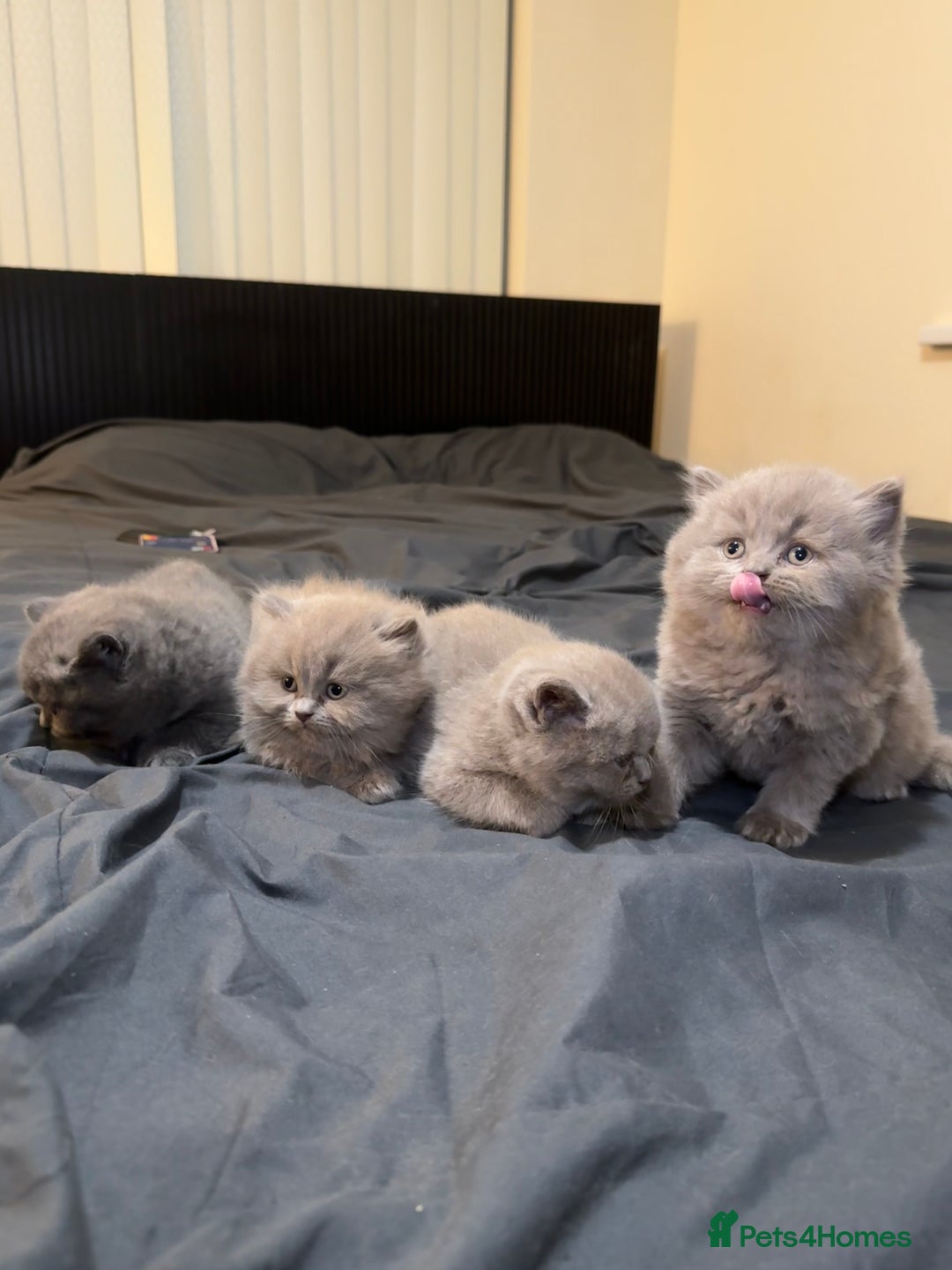 British Shorthair cats for sale: British shorthair blue and lilac  - Image 20