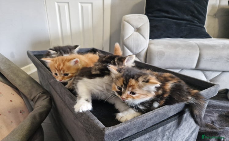 British Longhair cats - Advert 1