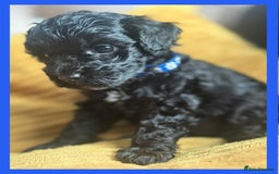 Cavapoo dogs for sale: F1 TOY CAVAPOOS ‘ONYX’ HEALTH TESTED - Image 7