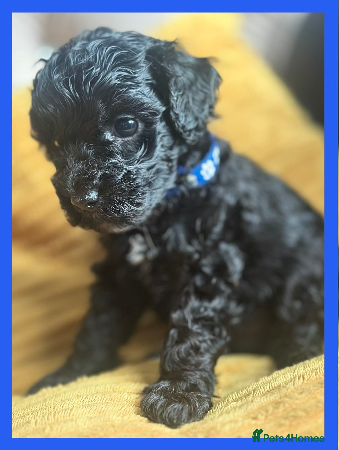 Cavapoo dogs for sale: F1 TOY CAVAPOOS ‘ONYX’ HEALTH TESTED - Image 7