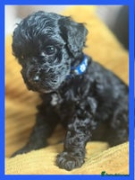 Cavapoo dogs - Advert 15
