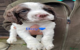 Cocker Spaniel dogs for sale: Cocker spaniel puppies - Image 2