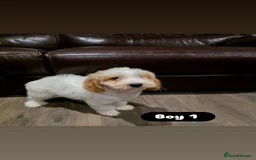 Cockapoo dogs for sale: Adorable Cockapoo pups 🦴🐾 - Image 2