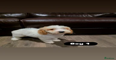 Cockapoo dogs - Advert 5