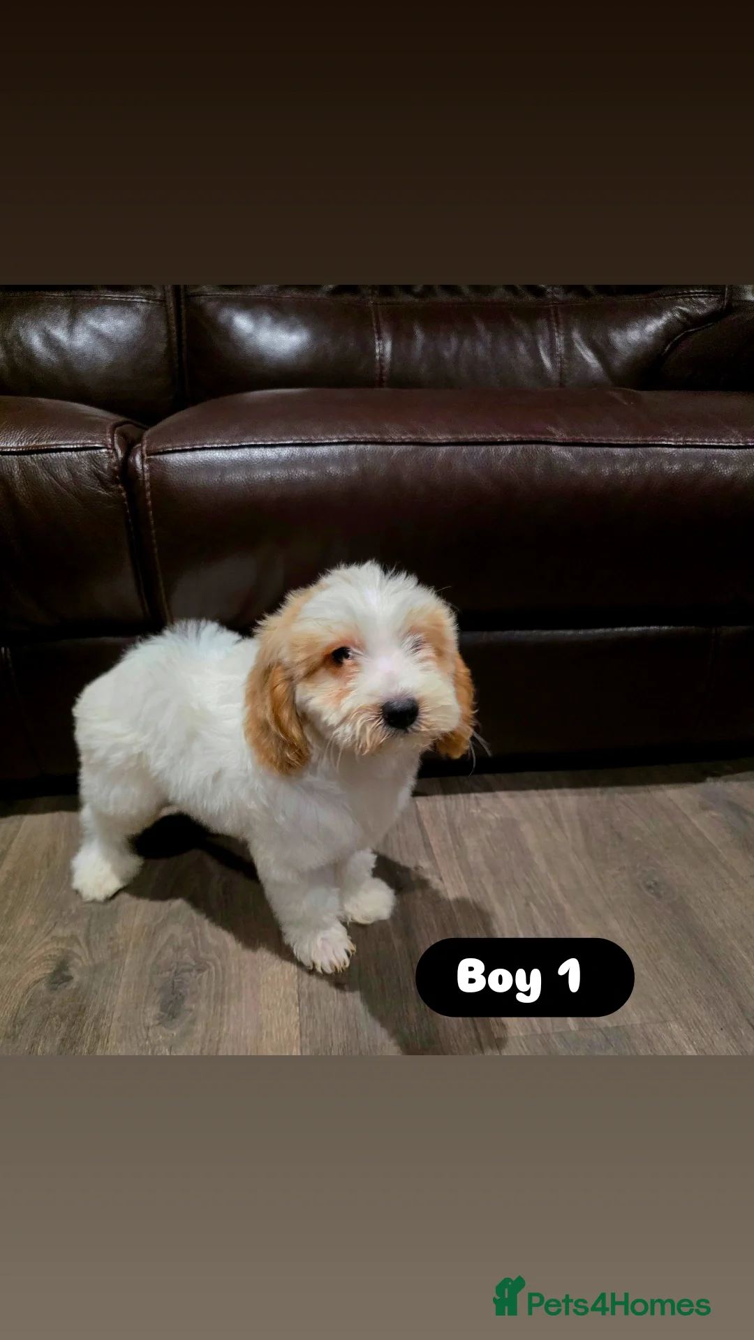 Cockapoo dogs for sale: Adorable Cockapoo pups 🦴🐾 - Image 2