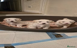 Bichon Frise dogs for sale: Beautiful Bichon Maltese puppies - Image 6