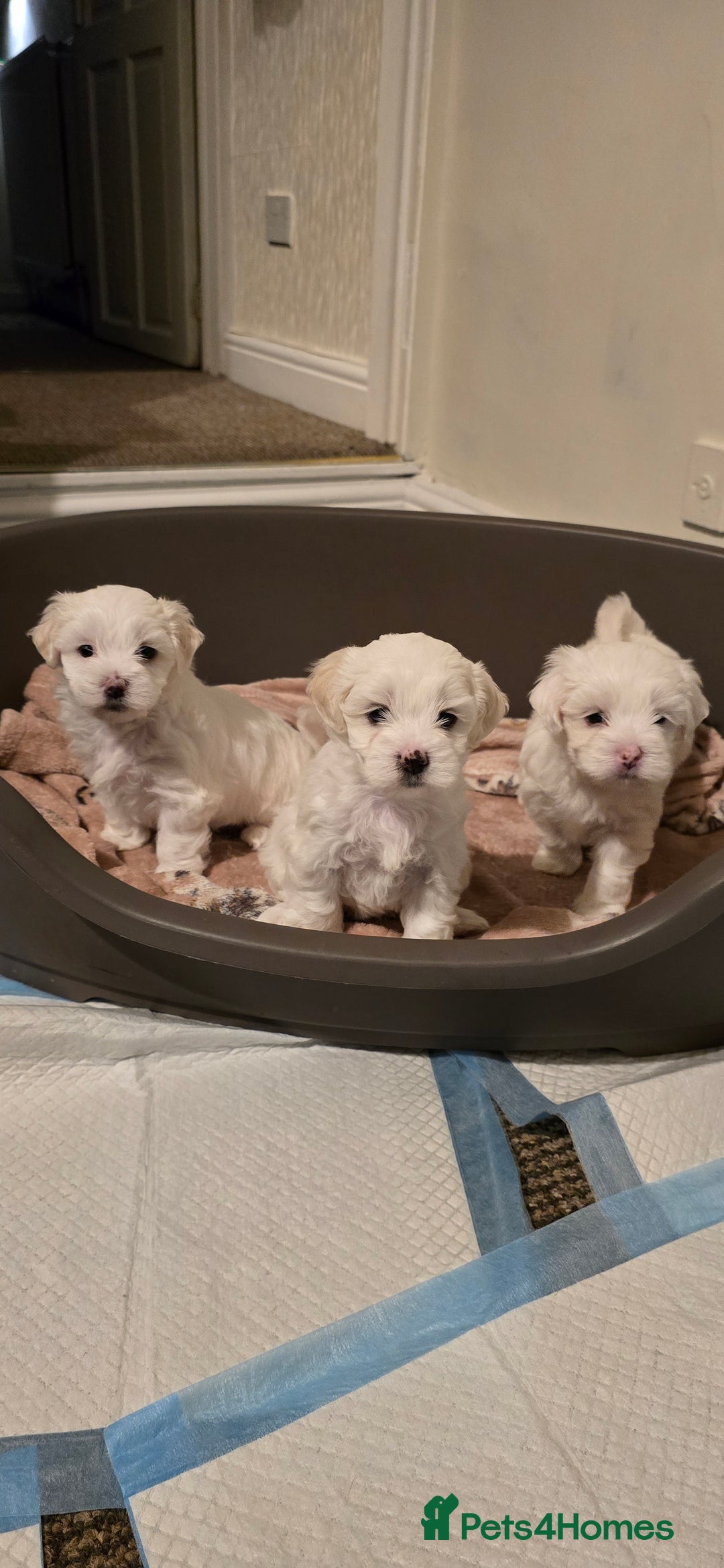 Bichon Frise dogs for sale: Beautiful Bichon Maltese puppies - Image 6
