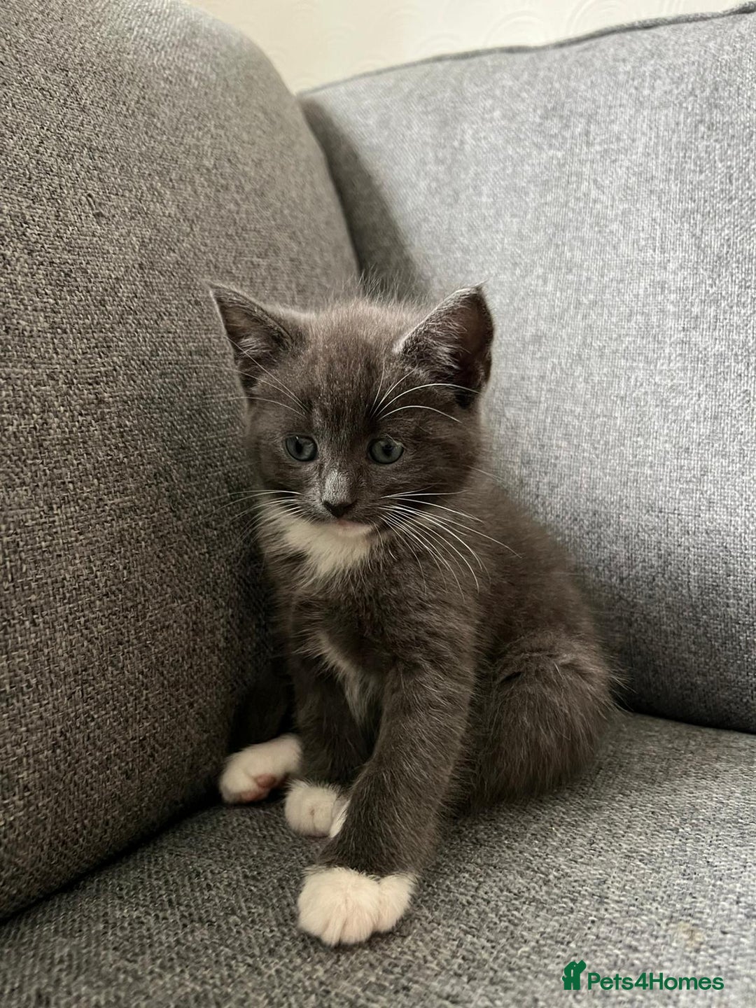 Maine Coon cats for sale: Little Half Main Coons - Advert 13