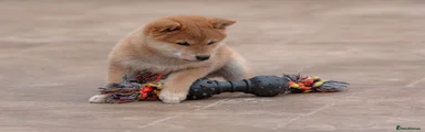 Japanese Shiba Inu 1