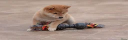 Japanese Shiba Inu dogs for sale: Beautiful Shiba Inu puppies  - Advert 8