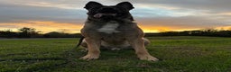 Belgian Shepherd Dog dogs for stud: For stud only - Advert 2