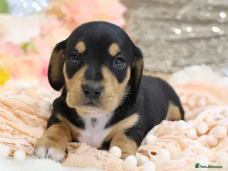 Miniature Dachshund dogs KC Miniature Dachshunds - Advert 1