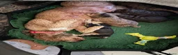 Cockapoo dogs for sale: Rare Chocolate Merle, Phantoms,Teddybear Girls | in Bristol - Advert 15