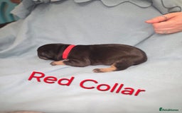 Mixed Breed dogs for sale: American french bully  - Image 4