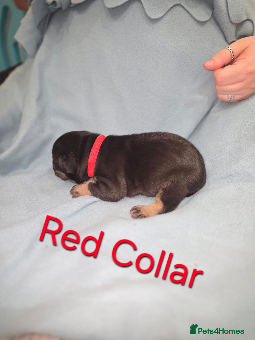 Mixed Breed dogs for sale: American french bully  - Image 4