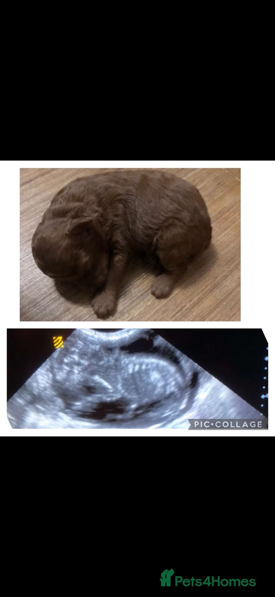 Toy Poodle dogs for sale: True toy poodle girls PRA clear  - Advert 1