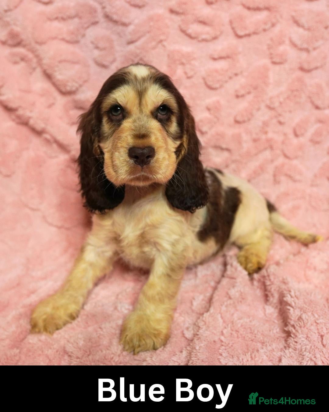Cocker Spaniel dogs Quality, Show Type, Cocker Spaniel Puppies - Advert 2