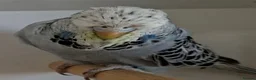 Budgerigars birds for sale: Exhibition budgies for sale  in Sudbury - Advert 13