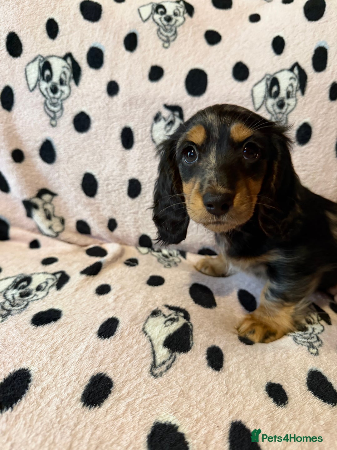 Miniature Dachshund dogs for sale: Beautiful KC silver dapple longhair miniature girl - Advert 29
