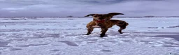 Whippet dogs for sale: Whippet puppies  - Advert 19