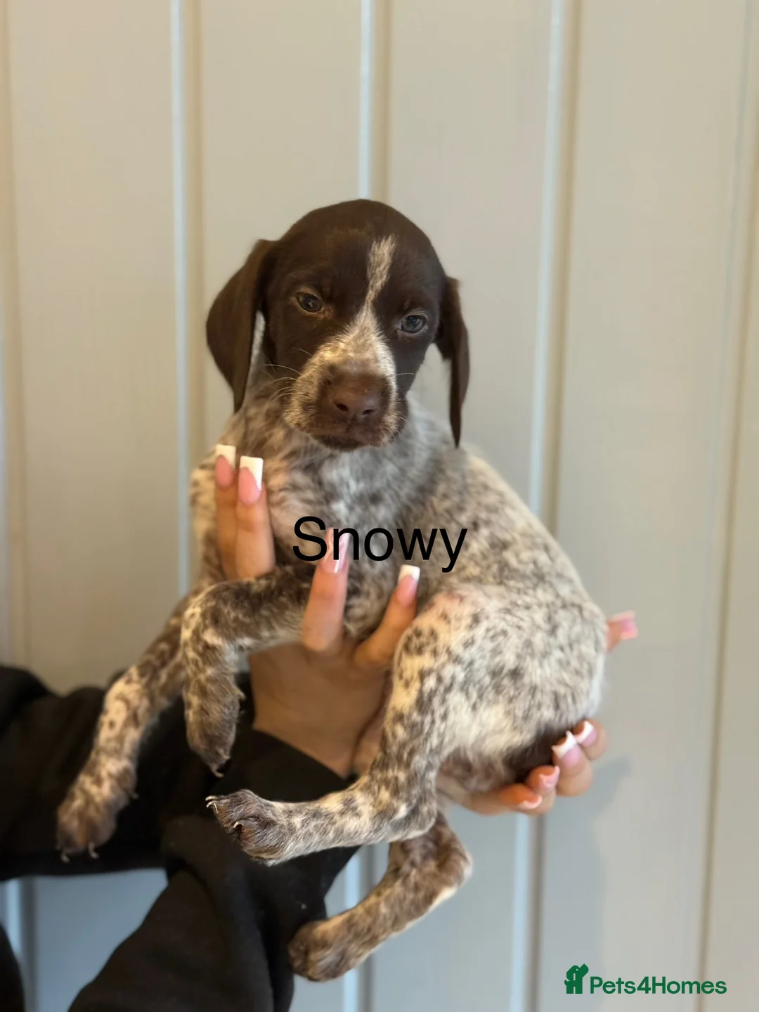 German Shorthaired Pointer dogs for sale: 🌼German shorthaired pointer puppies 🌼 - Advert 11