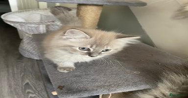 Ragdoll cats - Advert 14