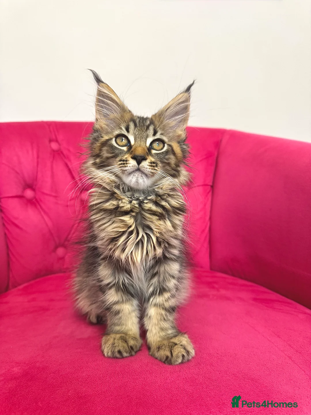 Maine Coon cats for sale: MaineCoon Kittens 🏆20+Gen🧬 Outstadning Pedigree - Advert 5