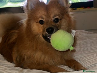 Pomeranian dogs for sale - Advert 1